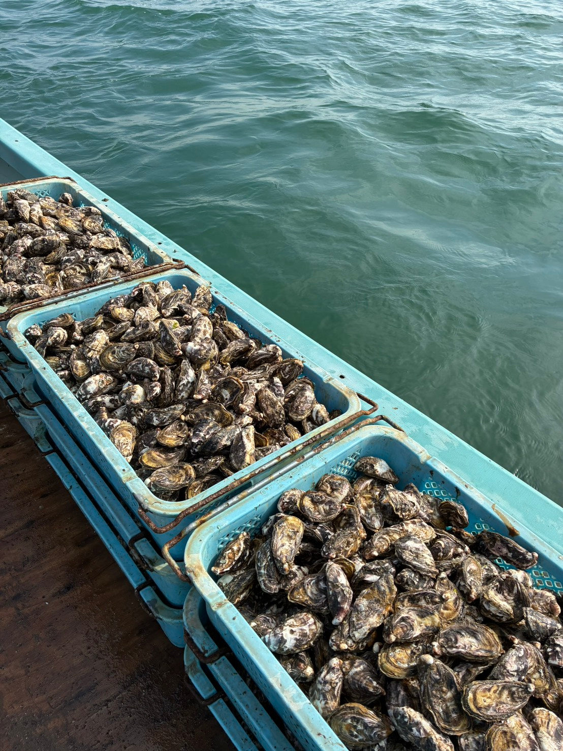 SHIMABARA OYSTER 001