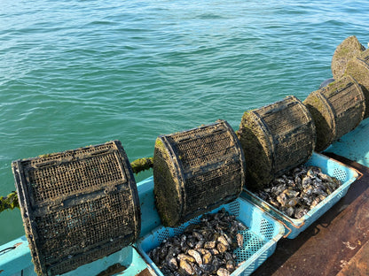 SHIMABARA OYSTER 001