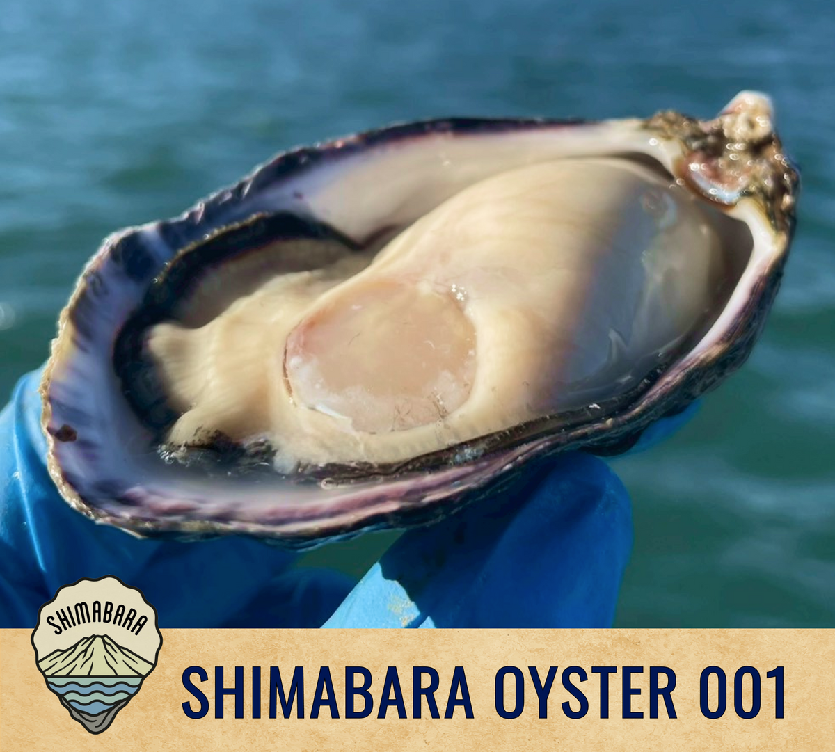 SHIMABARA OYSTER 001 – 海男オイスター